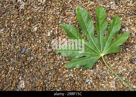 Nahaufnahme eines exotisch grünen gefallenen Blattes der immergrünen Gartenpflanze Fatsia japonica oder Caster Oil plant. Stockfoto