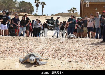 220330 -- RISHON LETZION, 30. März 2022 -- Menschen sehen, wie Unechte Meeresschildkröten am Palmachim Strand in der Nähe der zentralen israelischen Stadt Rishon letzion, 29. März 2022, ins Mittelmeer gebracht werden. Zwei Unechte Karettschildkröten wurden am Dienstag nach einer Behandlung im Israelischen Meeresschildkröten-Rettungszentrum nach Angaben der israelischen Natur- und Nationalparkbehörde ins Mittelmeer gebracht. Foto von /Xinhua ISRAEL-RISHON LETZION-SEA TURTLES GilxCohenxMagen PUBLICATIONxNOTxINxCHN Stockfoto