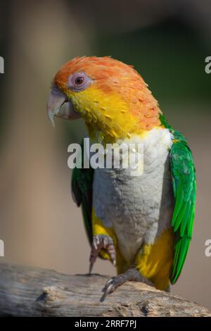 Ein Porträt eines farbenfrohen Weißbauchkaiks, auch bekannt als Weißbauchpapagei, Pionites leucogaster. Es befindet sich auf einem alten Ast Stockfoto