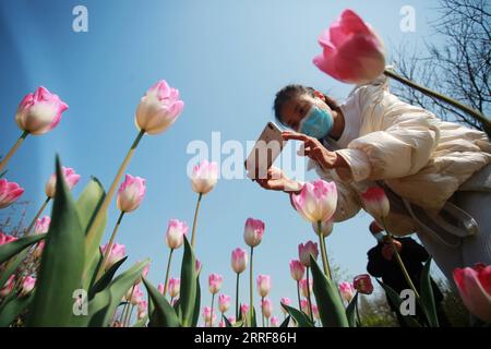 News Bilder des Tages 220403 -- YANGZHOU, 3. April 2022 -- Ein Tourist fotografiert Tulpen am schlanken Westsee in Yangzhou, der ostchinesischen Provinz Jiangsu, 3. April 2022. Foto von /Xinhua CHINA-SPRING-LIFECN MengxDelong PUBLICATIONxNOTxINxCHN Stockfoto