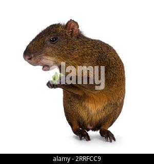 Agouti alias Dasyprocta steht mit Blick auf die Vorderpfoten beim Essen. Blick von der Kamera weg. Isoliert auf weißem Hintergrund. Stockfoto