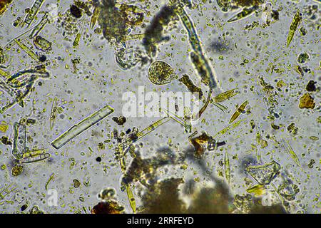 Diatom- und Wassermikroorganismen unter dem Mikroskop in australien Stockfoto