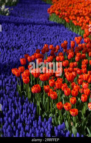 220416 -- ISTANBUL, 16. April 2022 -- Foto aufgenommen am 15. April 2022 zeigt Tulpen in einem Park in Istanbul, Türkei. Shadati TÜRKEI-ISTANBUL-TULPEN ShaxDati PUBLICATIONxNOTxINxCHN Stockfoto