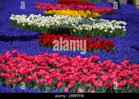 220416 -- ISTANBUL, 16. April 2022 -- Foto aufgenommen am 15. April 2022 zeigt Tulpen in einem Park in Istanbul, Türkei. Shadati TÜRKEI-ISTANBUL-TULPEN ShaxDati PUBLICATIONxNOTxINxCHN Stockfoto