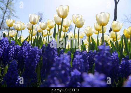 220416 -- ISTANBUL, 16. April 2022 -- Foto aufgenommen am 15. April 2022 zeigt Tulpen in einem Park in Istanbul, Türkei. Shadati TÜRKEI-ISTANBUL-TULPEN ShaxDati PUBLICATIONxNOTxINxCHN Stockfoto