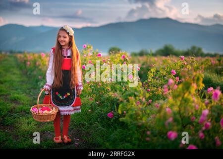 Bulgarische Rose Damascena Field, Roses Valley Kazanlak, Bulgarien. Mädchen in Volkskleidung, die bei Sonnenaufgang ölhaltige Rosen erntet. Stockfoto