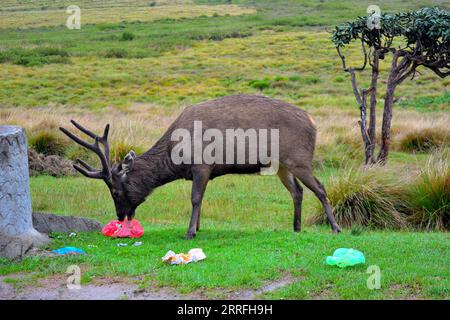 Sambarhirsch, gefangen in der Horton-Ebene sri lankas Stockfoto