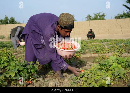 220418 -- KANDAHAR, 18. April 2022 -- Ein Landwirt erntet Erdbeeren auf einem Feld im Bezirk Zhari in der südlichen Provinz Kandahar, Afghanistan, 11. April 2022. ZU DIESEM Thema: Erdbeerfelder könnten die Mohnblumen Afghanistans ersetzen, Forever Photo by /Xinhua AFGHANISTAN-KANDAHAR-ERDBEERERNTE SanaullahxSeiam PUBLICATIONxNOTxINxCHN Stockfoto