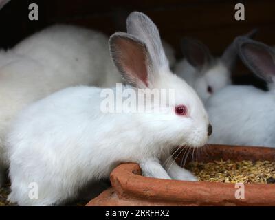 Ein junges Kaninchen der kalifornischen Rasse Stockfoto