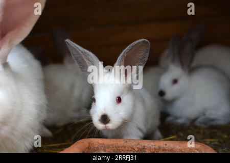 Ein junges Kaninchen der kalifornischen Rasse Stockfoto