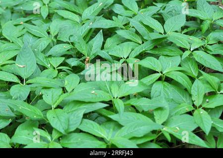 Im Frühling wächst der wilde Mercurialis perennis im Wald Stockfoto