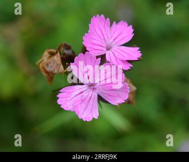 In der Wildnis blüht die Nelke (Dianthus) unter Kräutern Stockfoto