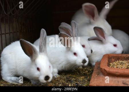 Ein junges Kaninchen der kalifornischen Rasse Stockfoto