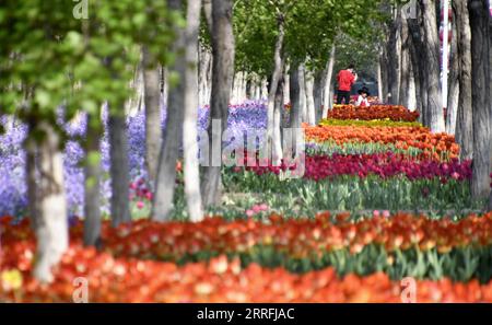 220419 -- PEKING, 19. April 2022 -- Menschen genießen sich unter blühenden Blumen im Bezirk Daxing von Peking, Hauptstadt von China, 19. April 2022. CHINA-PEKING-BLÜHENDE BLUMEN CN LixXin PUBLICATIONxNOTxINxCHN Stockfoto