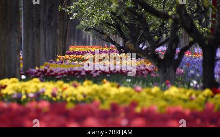 220419 -- PEKING, 19. April 2022 -- Foto aufgenommen am 19. April 2022 zeigt blühende Tulpen im Bezirk Daxing von Peking, Hauptstadt von China. CHINA-PEKING-BLÜHENDE BLUMEN CN LixXin PUBLICATIONxNOTxINxCHN Stockfoto