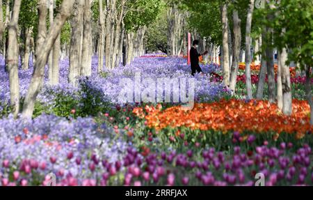 220419 -- PEKING, 19. April 2022 -- Ein touristischer Spaziergang zwischen blühenden Blumen im Bezirk Daxing von Peking, Hauptstadt von China, 19. April 2022. CHINA-PEKING-BLÜHENDE BLUMEN CN LixXin PUBLICATIONxNOTxINxCHN Stockfoto