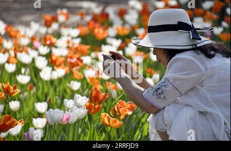 220419 -- PEKING, 19. April 2022 -- Eine Frau macht Fotos von blühenden Tulpen im Bezirk Daxing von Peking, Hauptstadt von China, 19. April 2022. CHINA-PEKING-BLÜHENDE BLUMEN CN LixXin PUBLICATIONxNOTxINxCHN Stockfoto