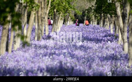 220419 -- PEKING, 19. April 2022 -- Menschen genießen sich unter blühenden Blumen im Bezirk Daxing von Peking, Hauptstadt von China, 19. April 2022. CHINA-PEKING-BLÜHENDE BLUMEN CN LixXin PUBLICATIONxNOTxINxCHN Stockfoto