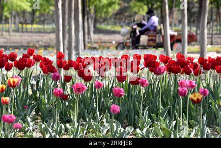 220419 -- PEKING, 19. April 2022 -- Foto aufgenommen am 19. April 2022 zeigt blühende Tulpen im Bezirk Daxing von Peking, Hauptstadt von China. CHINA-PEKING-BLÜHENDE BLUMEN CN LixXin PUBLICATIONxNOTxINxCHN Stockfoto