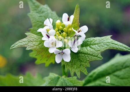 In freier Wildbahn wächst ein zweijähriger Knoblauchsenf (Alliaria petiolata) Stockfoto