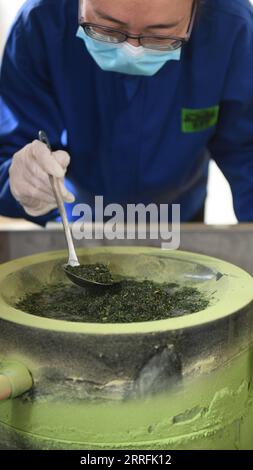 220420 -- SHAOXING, 20. April 2022 -- Ein Arbeiter macht Matcha in Shaoxing, ostchinesische Provinz Zhejiang, 20. April 2022. Die Teeernte im Frühling beginnt in einer Matcha-Produktionsbasis in der Gemeinde Fusheng in Shaoxing. Seit 1993 arbeitet das Township mit japanischen Unternehmen zusammen, um Dampftee- und Matcha-Produktionslinien einzuführen. Derzeit besitzt das Teeunternehmen in der Gemeinde Fusheng fast 10.000 Millionen 667 Hektar standardisierte Teegärten mit einer jährlichen Matcha-Produktion von etwa 800 Tonnen, was mehr als 500 einheimischen Landwirten bei der Einkommenssteigerung half. CHINA-ZHEJIANG-SHAOXING-MATCHA BASIS Stockfoto