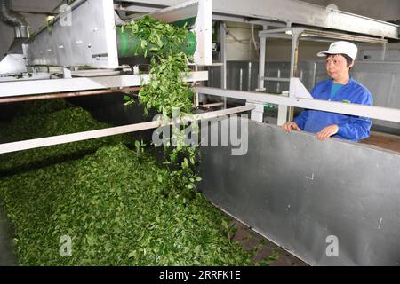 220420 -- SHAOXING, 20. April 2022 -- Ein Arbeiter arbeitet in einer Teewerkstatt in Shaoxing, ostchinesische Provinz Zhejiang, 20. April 2022. Die Teeernte im Frühling beginnt in einer Matcha-Produktionsbasis in der Gemeinde Fusheng in Shaoxing. Seit 1993 arbeitet das Township mit japanischen Unternehmen zusammen, um Dampftee- und Matcha-Produktionslinien einzuführen. Derzeit besitzt das Teeunternehmen in der Gemeinde Fusheng fast 10.000 Millionen 667 Hektar standardisierte Teegärten mit einer jährlichen Matcha-Produktion von etwa 800 Tonnen, was mehr als 500 einheimischen Landwirten bei der Einkommenssteigerung half. CHINA-ZHEJIANG-SHAOXING-M Stockfoto