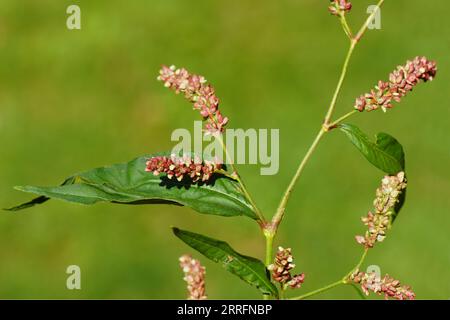 Nahtblumen von blassem persicaria, Curlytop-Knotweed (Persicaria lapathifolia syn. Polygonum lapathifolium). Familie Polygonaceae. Spätsommer, Stockfoto