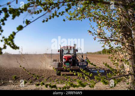 220422 -- SHAWAN, 22. April 2022 -- Arbeiter betreiben eine Sämaschine in Ili Mehmets Baumwollfeld in Shawan, Nordwestchina, Xinjiang Uygur Autonomous Region, 16. April 2022. Ili Mehmet, 50, lebt in Shawan, einem großen Baumwollanbaugebiet in Xinjiang. Während der Aussaat im Frühjahr wurden die landwirtschaftlichen Arbeiten hauptsächlich von gemieteten, mechanisierten Pflanzteams durchgeführt. Aber Ili Mehmet verbringt seine Freizeit immer noch auf dem 700 Millionen 46,7 Hektar großen Baumwollfeld, das er mit seinem Geschäftspartner Duan Zhizhong in Auftrag gegeben hat, und lernt von anderen neue Pflanztechniken. Neben der Arbeit auf den Baumwollfeldern nimmt er auch ca. Stockfoto