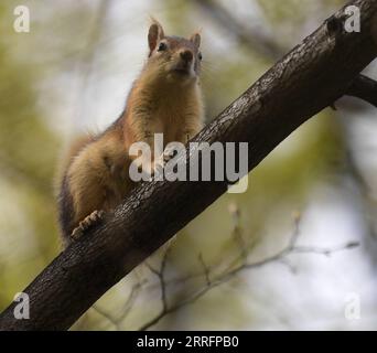 220423 -- ISTANBUL, 23. April 2022 -- Ein Eichhörnchen ist im Emirgan Park in Istanbul, Türkei, 22. April 2022 abgebildet. Shadati TURKEY-ISTANBUL-PARK ShaxDati PUBLICATIONxNOTxINxCHN Stockfoto