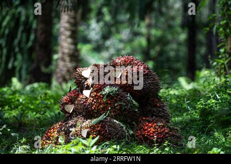 IMAGO Nature: Unsere Erde, Umweltverträgliche Herausforderungen des 21. Jahrhundert, Palmöl 220426 -- BOGOR, 26. April 2022 -- Palmfrüchte werden am 26. April 2022 auf einer Plantage in Bogor, Westjava, Indonesien, auf dem Boden gesehen. Die indonesische Regierung hat vor kurzem angekündigt, dass sie ab April 28 die Ausfuhren von Rohpalmöl-Rohpalmöl-Rohpalmöl-Rohpalmöl und seinen Derivaten aussetzen wird, um die Versorgung im Inland sicherzustellen. Als weltweit größtes Palmöl produzierendes Land leidet Indonesien seit Ende der Jahre unter akuten Engpässen und hohen Preisen für Speiseöl, das hauptsächlich aus Palmöl stammt Stockfoto