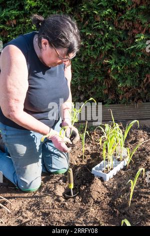 Eine Frau, die Zuckermais in ihrem Gemüsegarten anpflanzt. Stockfoto