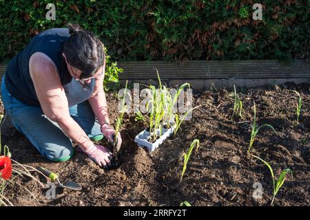 Eine Frau, die Zuckermais in ihrem Gemüsegarten anpflanzt. Stockfoto