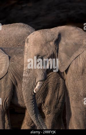 Nahaufnahme eines Elefanten von der Seite Stockfoto