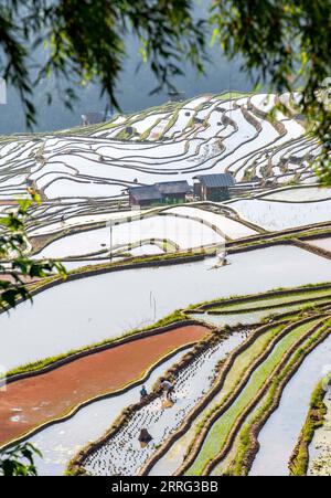 220505 -- QIANDONGNAN, 5. Mai 2022 -- Bauern arbeiten auf Terrassen im Dorf Dangniu, Gemeinde Jiabang, Kreis Congjiang in der autonomen Präfektur Qiandongnan Miao und Dong, Provinz Guizhou im Südwesten Chinas, 5. Mai 2022, am Tag von Lixia oder Anfang des Sommers. Lixia ist der siebte Sonnentermin im chinesischen Mondkalender, der den Beginn des Sommers bezeichnet. Foto von /Xinhua CHINA-BEGINN DER SOMMERLANDWIRTSCHAFT CN LuxZhongnan PUBLICATIONxNOTxINxCHN Stockfoto