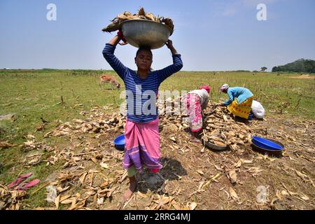 220508 -- MORIGAON, 8. Mai 2022 -- Bauern ernten Mais auf einer Farm im indischen Bezirk Morigaon im nordöstlichen Bundesstaat Assam, 8. Mai 2022. STR/Xinhua INDIA-ASSAM-MORIGAON-MAIS-HARVEST JavedxDar PUBLICATIONxNOTxINxCHN Stockfoto