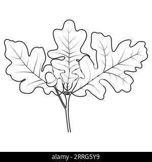 Eichenzweig mit Blättern und Eichel, Vektorillustration. Malbuch-Seite. Stock Vektor