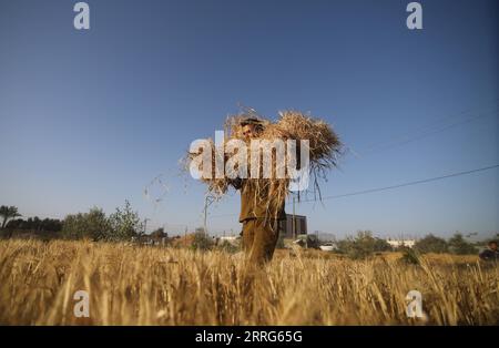 220510 -- GAZA, 10. Mai 2022 -- Ein palästinensischer Bauer erntet am 10. Mai 2022 Weizen auf einem Feld im südlichen Gazastreifen Rafah. Foto von /Xinhua MIDEAST-GAZA-RAFAH-WEIZEN-ERNTE KhaledxOmar PUBLICATIONxNOTxINxCHN Stockfoto