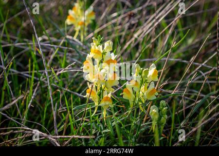 Eine Nahaufnahme der linaria vulgaris-Blüten, allgemein bekannt als gelber toadflax, in der Landschaft von Sussex Stockfoto