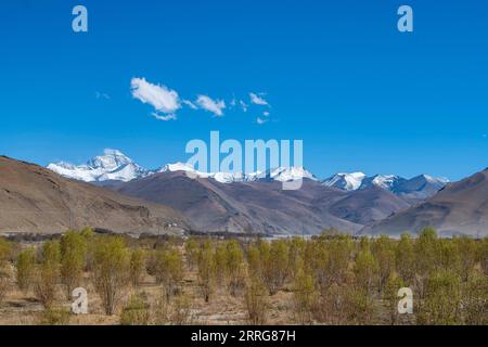 220513 -- MOUNT QOMOLANGMA BASE CAMP, 13. Mai 2022 -- Foto aufgenommen am 10. Mai 2022 zeigt Bäume im Qomolangma National Nature Reserve in Zhaxizom Township im Tingri County, südwestlich Chinas autonome Region Tibet. CHINA-TIBET-ZHAXIZOM-LANDSCHAFT CN SunxFei PUBLICATIONxNOTxINxCHN Stockfoto