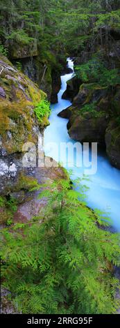 Lawinenschlucht am Trail of the Cedars im Glacier National Park, Montana, USA. Stockfoto