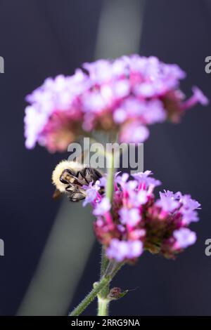 Close-up einer Hummel (bombus) an Verbena bonariensis, Vereinigtes Königreich Stockfoto