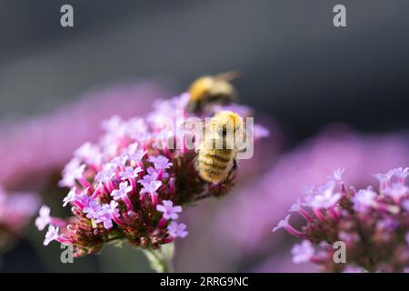 Nahaufnahme einer Hummel (bombus) auf Verbene bonariensis mit Kopierraum, Vereinigtes Königreich Stockfoto