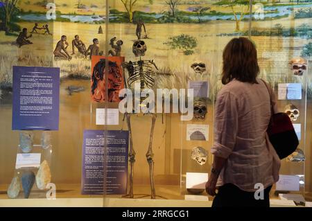 220517 -- NAIROBI, 17. Mai 2022 -- Foto aufgenommen am 16. Mai 2022 zeigt eines der bekanntesten Exemplare von Homo erectus Turkana Boy im Nairobi National Museum in Kenia. Die National Museums of Kenya NMK wurde 1910 in Nairobi gegründet. Es handelt sich um eine multidisziplinäre Einrichtung, deren Aufgabe es ist, das historische und gegenwärtige Kultur- und Naturerbe Kenias zu sammeln, zu bewahren, zu studieren, zu dokumentieren und zu präsentieren. KENIA-NAIROBI-KENIA NATIONALMUSEUM DongxJianghui PUBLICATIONxNOTxINxCHN Stockfoto