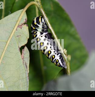 Im Spätsommer verwandelt sich die Östliche Schwarzschwanzfalter-raupe in eine Chrysalis Stockfoto