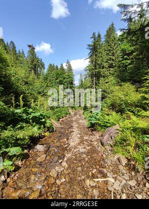 Gebirgsbach zwischen Steinen und Wäldern Stockfoto