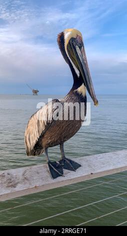 Pelikan in Gulf Shores, Alabama Stockfoto