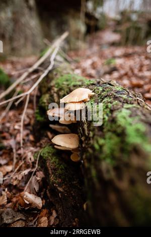 Austernpilze, die auf einem Moosbaum im Wald wachsen Stockfoto