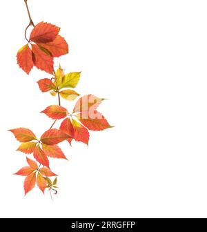 Herbstzweig von fünfblättrigem Efeu mit bunten Blättern isoliert auf weißem Hintergrund. Stockfoto