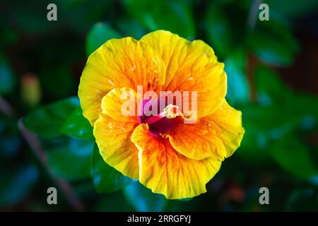 Nahaufnahme Der Hawaiianischen Gelben Hibiskusblume. Makroaufnahme von Hibiskusblüten im Garten. Extrem Nahaufnahme der Hibiskusblüte. Wassertropfen befeuchten den Stockfoto