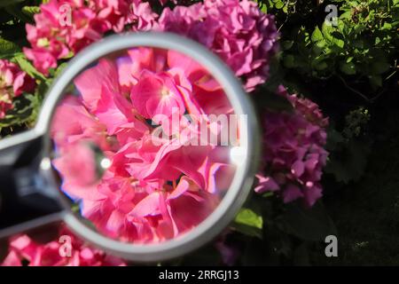 Wunderschöne und farbenfrohe Blumen, die mit Einem Vergrößerungsglas angezoomt wurden Stockfoto